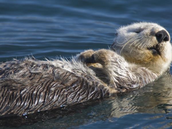 Kamchatka & the Commander Islands cruise