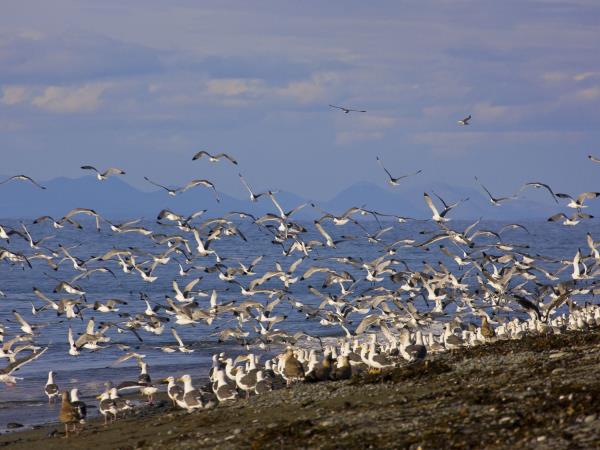 Kamchatka & the Commander Islands cruise