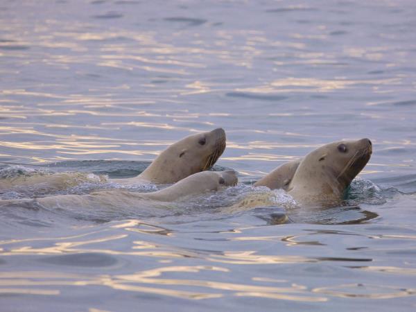 Kamchatka & the Commander Islands cruise