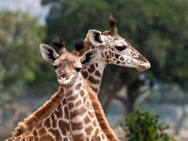 Kenya 9 day Safari, tailor made