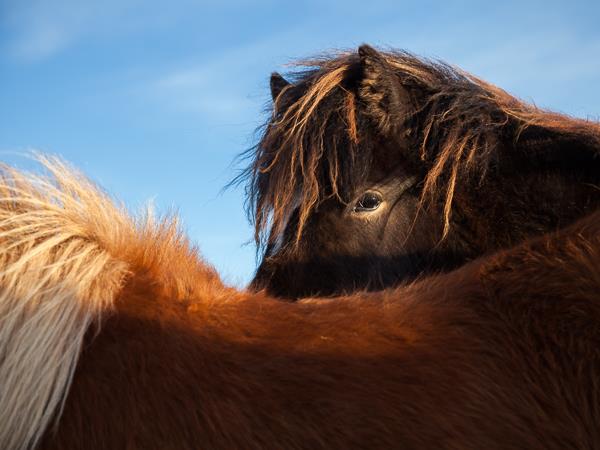 Northern Lights photography vacation in Iceland, coast & ice