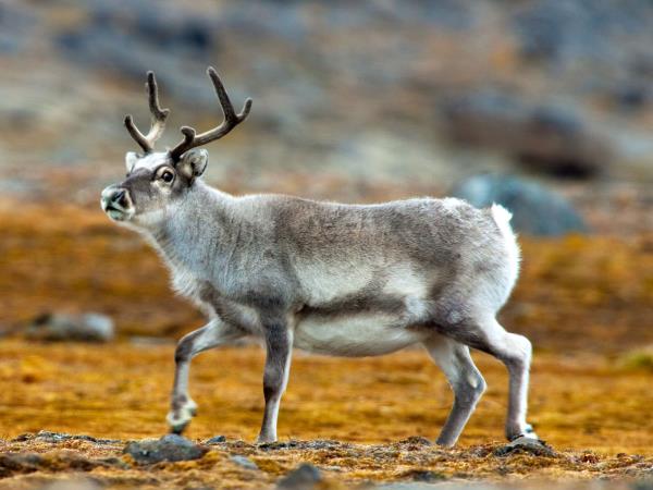 North Spitsbergen cruise, in search of Polar Bears