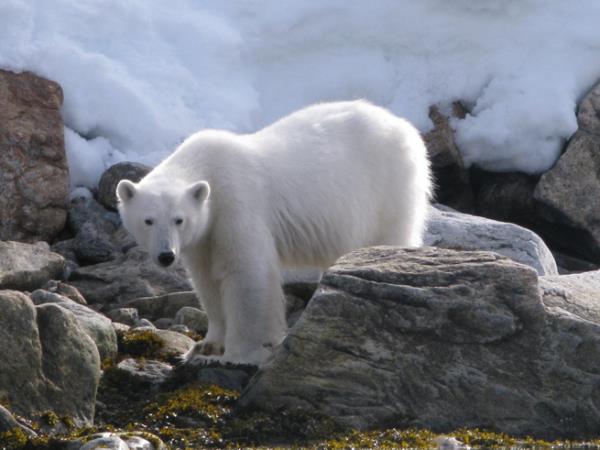 North Spitsbergen cruise, in search of Polar Bears