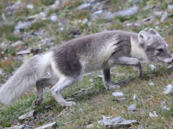 North Spitsbergen cruise, in search of Polar Bears