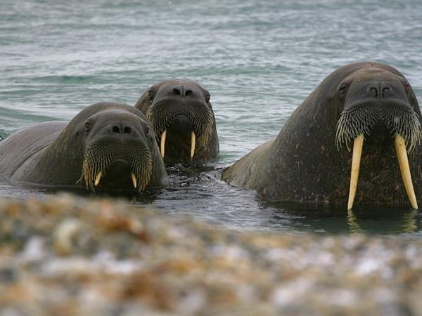 North Spitsbergen cruise, in search of Polar Bears