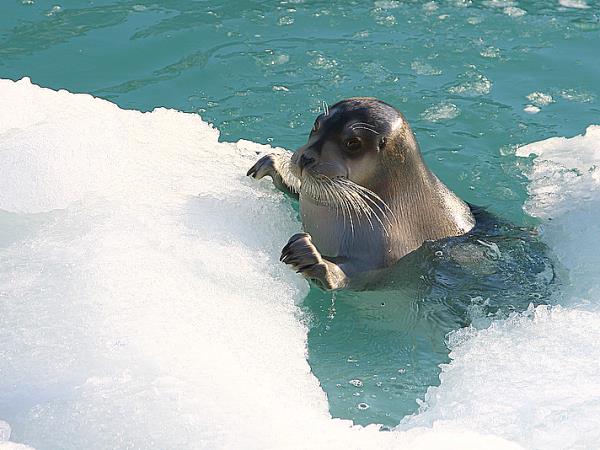 North Spitsbergen cruise, in search of Polar Bears