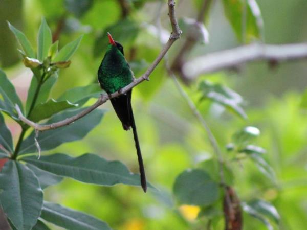Jamaica tour, Jamaica Discovery