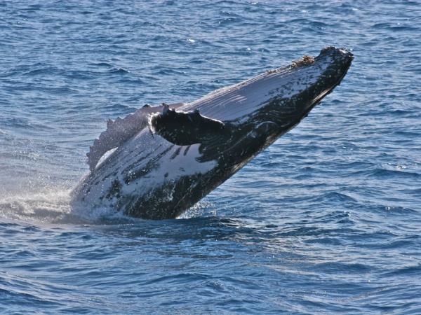 Wildlife sailing holiday in Scotland
