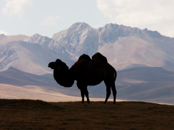 Silk Road cultural vacation, Kyrgyzstan & Uzbekistan