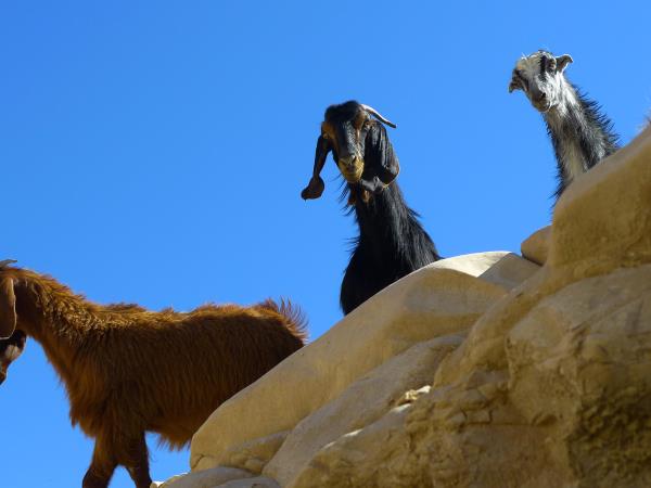 Palestine walking vacation