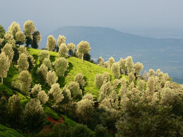 Ayurvedic cooking vacation in Southern India