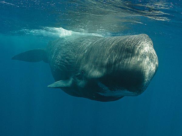 Swim with whales in Sri Lanka