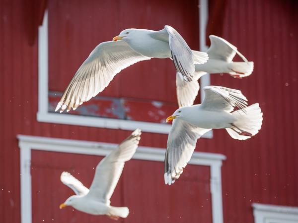 Lofoten Islands summer photography vacation, Norway