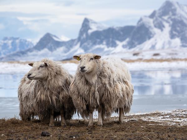 Lofoten Islands winter photography vacation, Norway