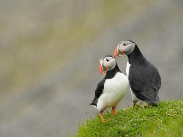 Honeymoon in Iceland
