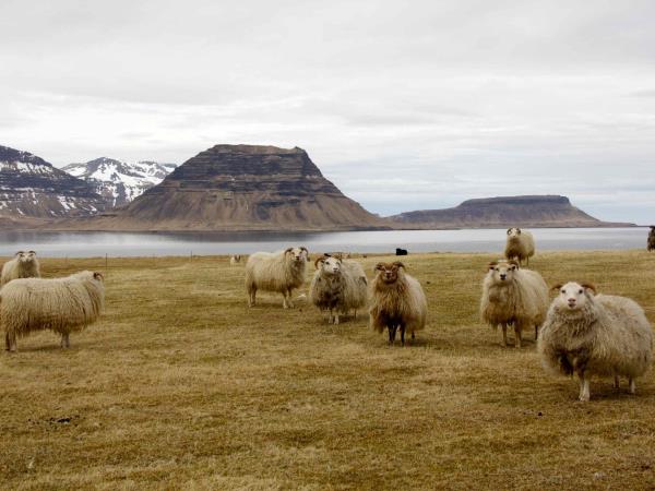 West Iceland self drive vacation
