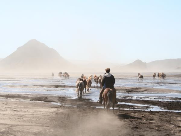 Iceland self drive vacation, whale watching & horse riding