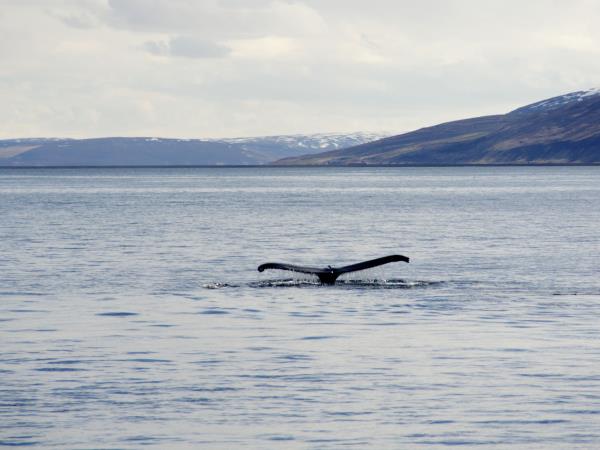 Iceland self drive vacation, whale watching & horse riding
