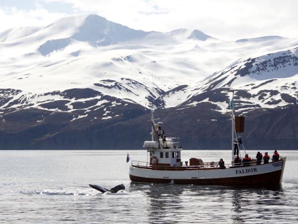 Iceland self drive vacation, whale watching & horse riding