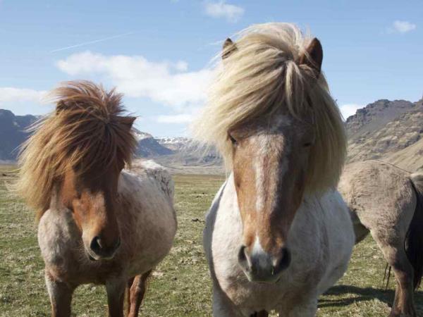 Iceland self drive vacation, whale watching & horse riding