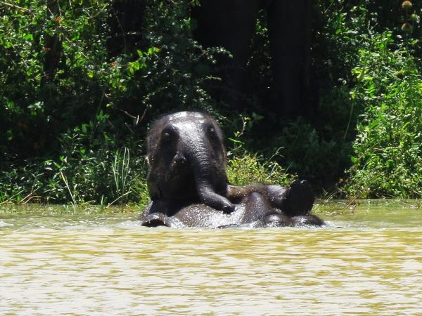 Family vacation in Sri Lanka, Forts & Monkeys