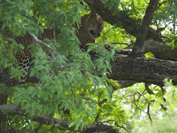 Family vacation in Sri Lanka, Forts & Monkeys