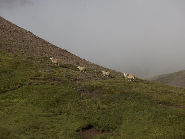 Iceland hiking vacation, East fjords
