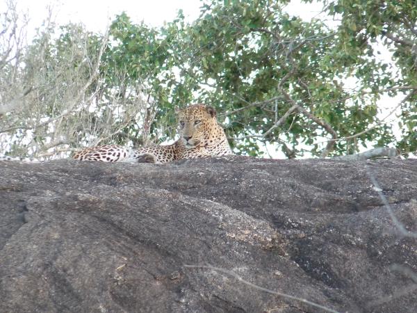 Sri Lanka 21 day tour