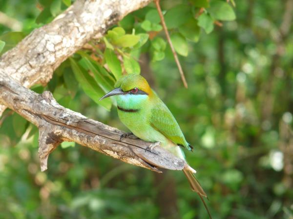 Sri Lanka 21 day tour