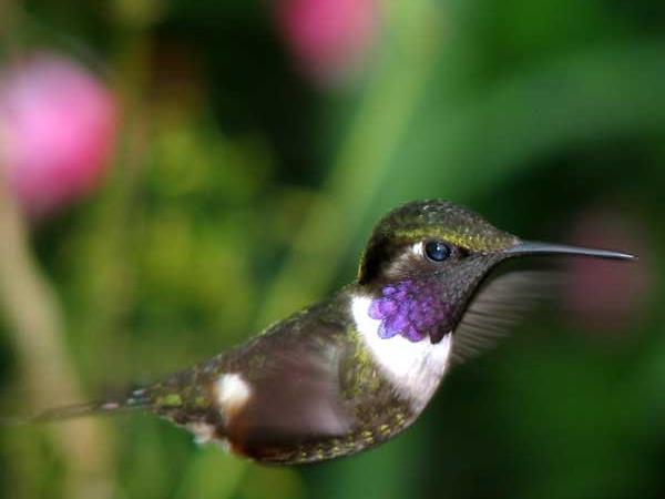 Ecuador tours, Andes and the Amazon