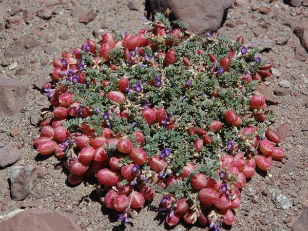 Climb Aconcagua, Argentina