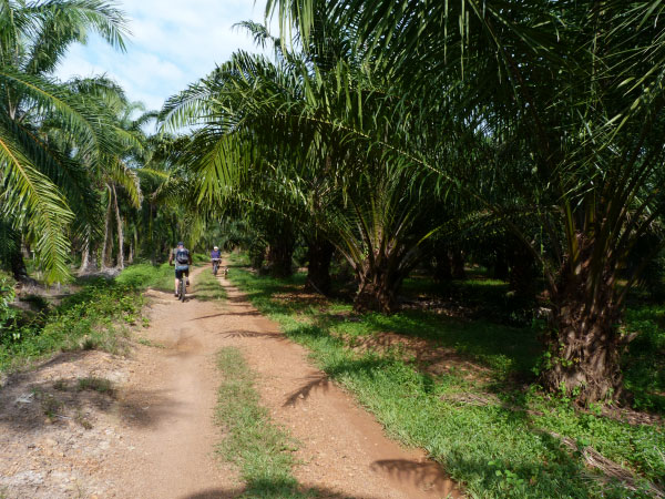 Malaysia and Borneo 15 day tour