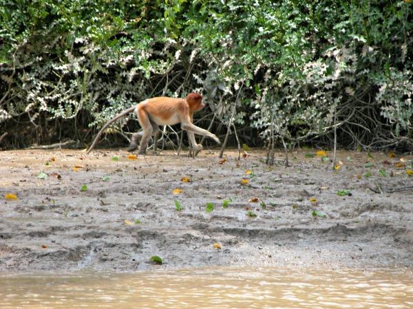 Malaysia and Borneo 15 day tour