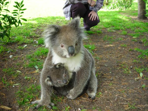 Great Ocean Road and Grampians 3 day tour, Australia 