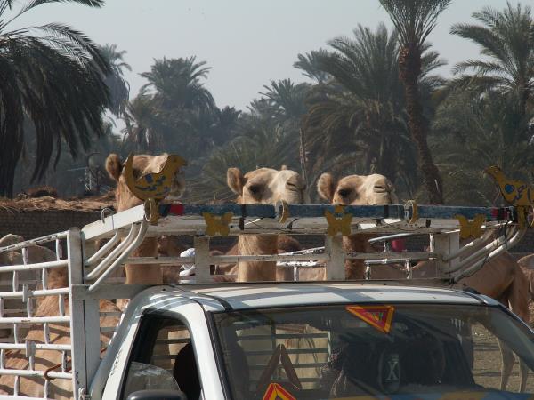 Nile felucca cruise in Egypt