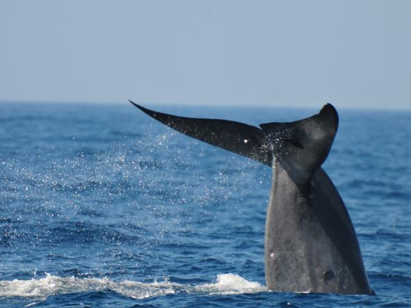 Sri Lanka wildlife holiday, the big five