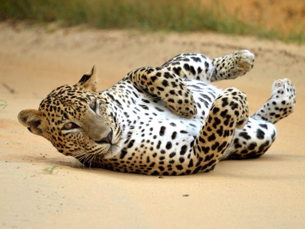 Sri Lanka wildlife holiday, the big five