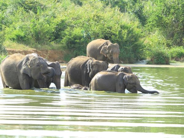 Sri Lanka wildlife holiday, the big five