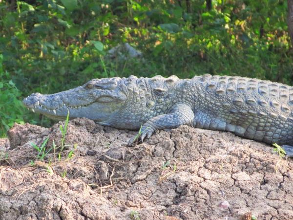 Sri Lanka wildlife holiday, the big five