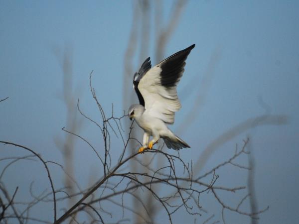 Sri Lanka wildlife holiday, the big five