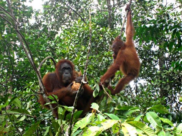 A taste of Sabah, Borneo vacations