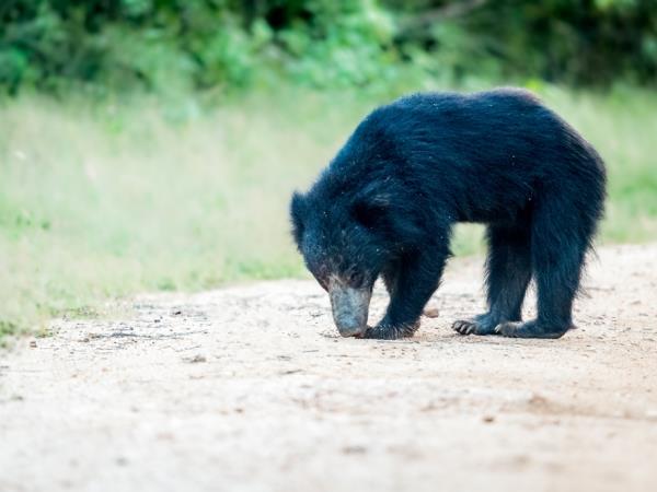 Sri Lanka luxury camping & wildlife vacation