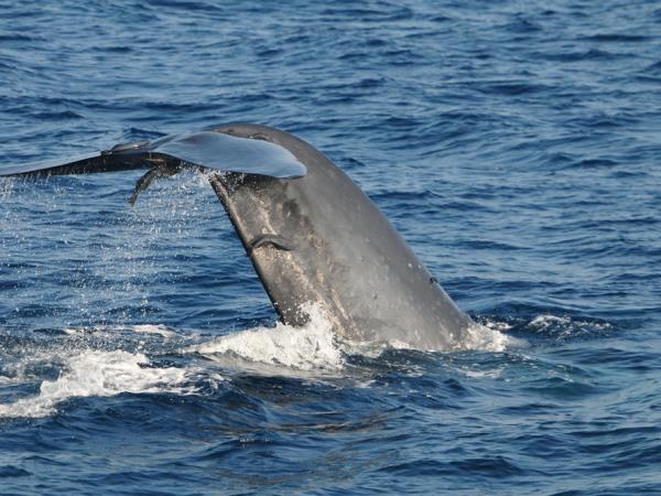 Sri Lanka luxury camping & wildlife vacation
