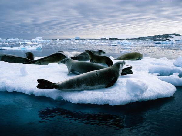 Patagonia and Antarctica, fly and cruise
