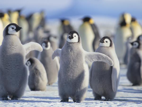 Patagonia and Antarctica, fly and cruise