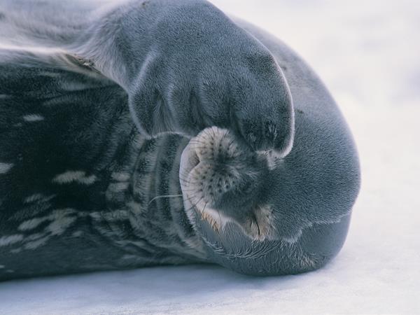 Antarctica Peninsula cruise