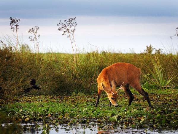 Argentina wildlife vacation, wetlands & Patagonia
