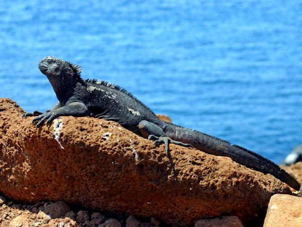Peru and Galapagos vacation