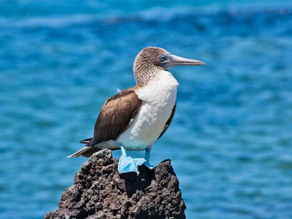 Peru and Galapagos vacation