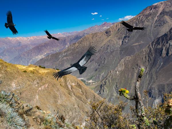 Arequipa to Machu Picchu Peru tour